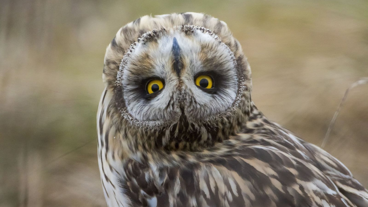 Burung Hantu yang Bisa Memutar Kepala Hampir 270 Derajat