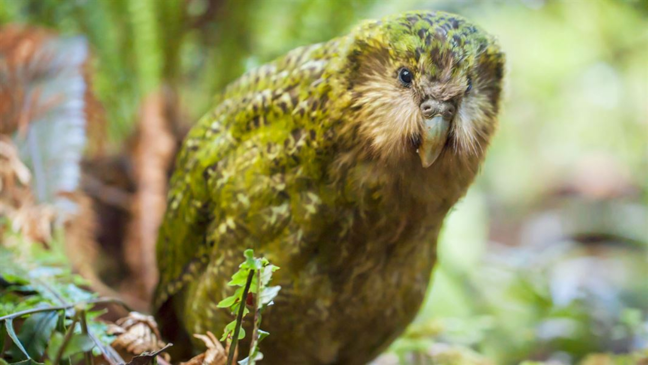 Burung Kakapo, Burung Nokturnal dari Selandia Baru