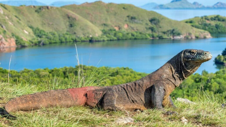 Fakta Unik Tentang Komodo, Naga Purba dari Indonesia