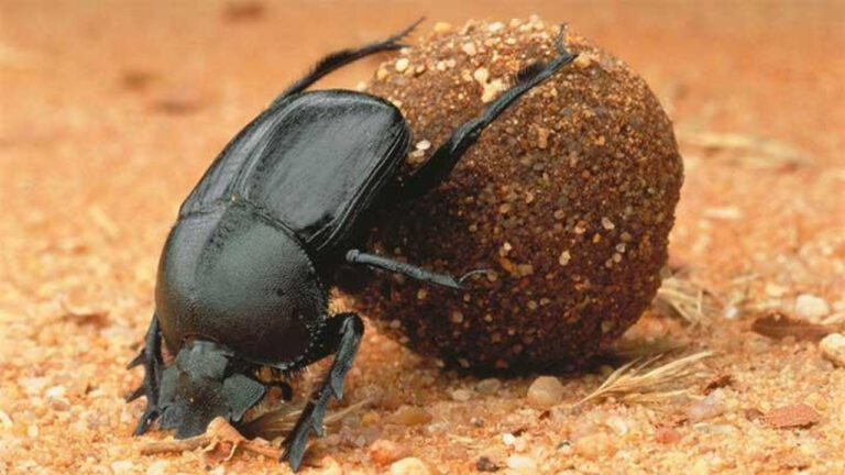 Fakta Unik Tentang Kumbang Tahi yang Jadi Pembersih Alam