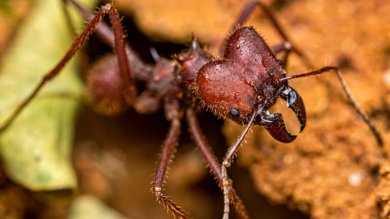 Fakta Unik Tentang Semut Pemotong Daun yang Bisa Bercocok Tanam