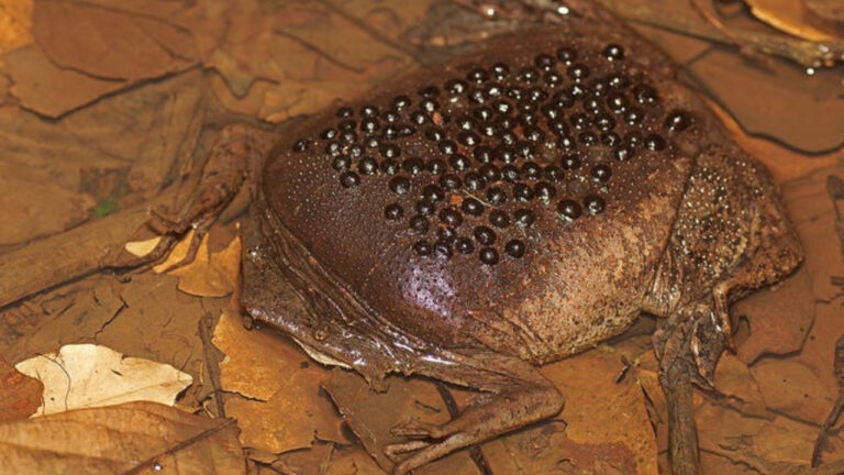 Katak Suriname yang Menetas di Punggung Induknya