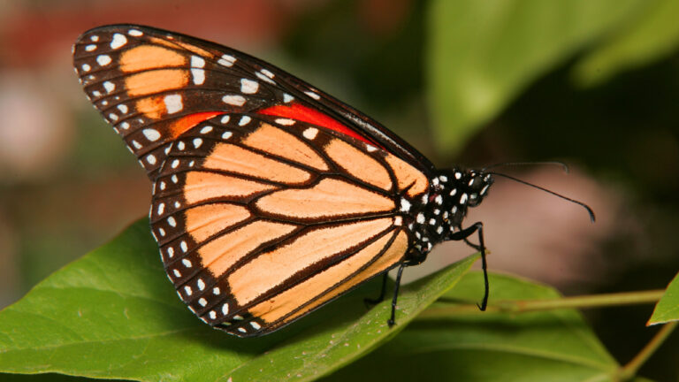 Kupu-Kupu Monarch yang Bermigrasi Ribuan Kilometer