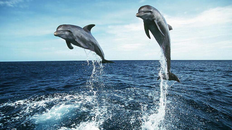 Lumba-Lumba Bisa Memberi Nama Satu Sama Lain