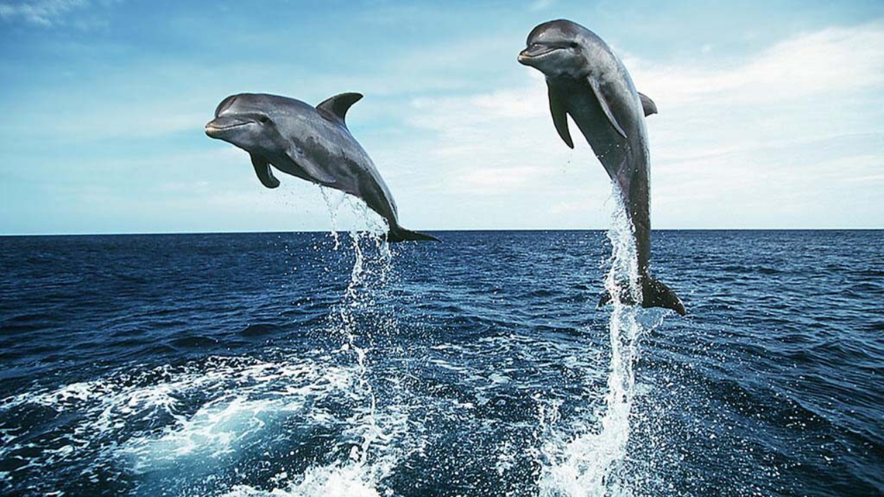 Lumba-Lumba Bisa Memberi Nama Satu Sama Lain