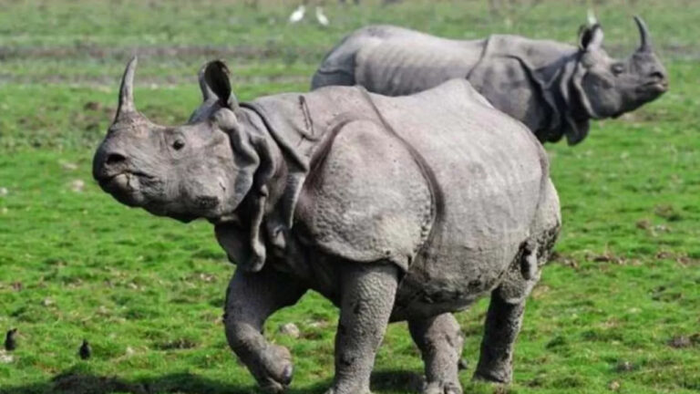 Badak Jawa, Simbol Ketahanan Satwa Indonesia yang Kian Langka