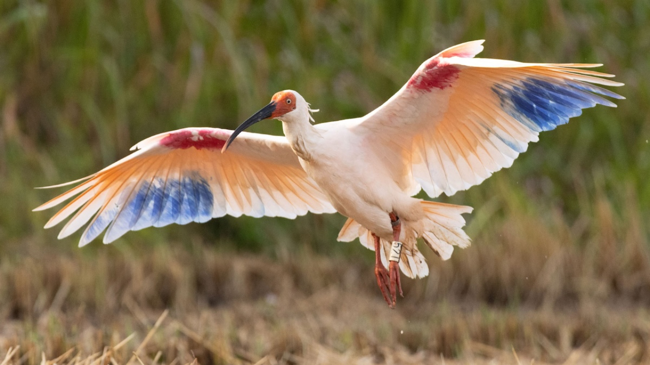 Burung Ibis Jepang, Simbol Konservasi Asia Timur yang Menginspirasi Dunia