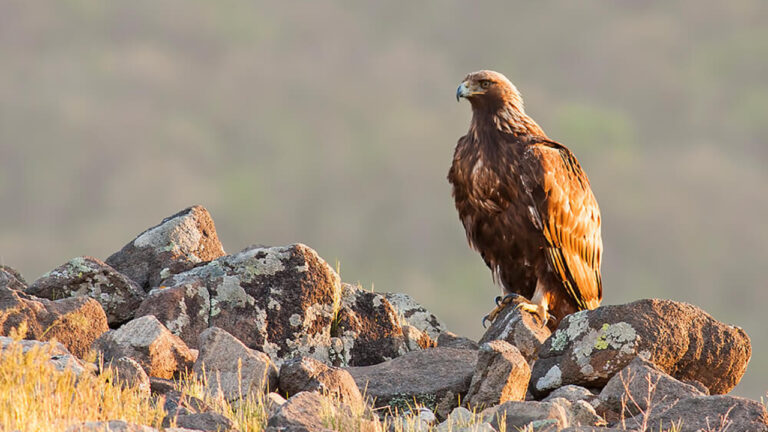 Elang Gunung Himalaya, Burung Pemangsa Langit Tinggi