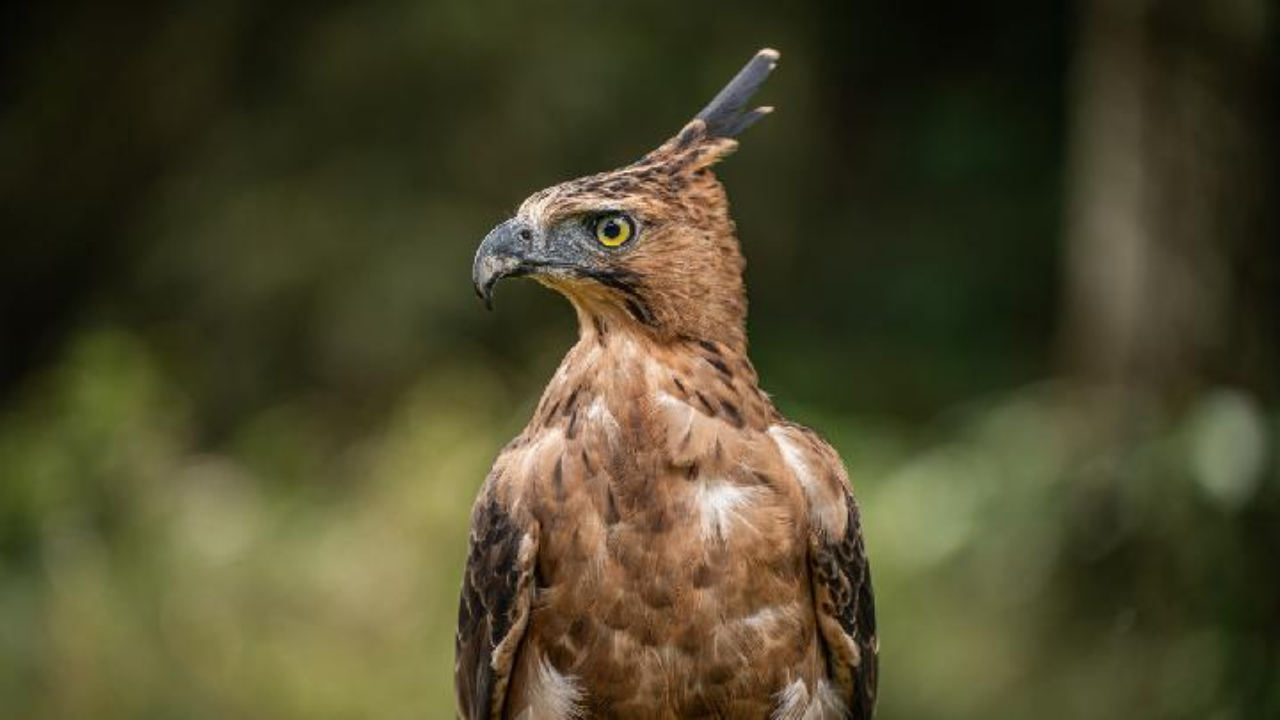 Elang Jawa Sang Garuda yang Menjadi Lambang Negara