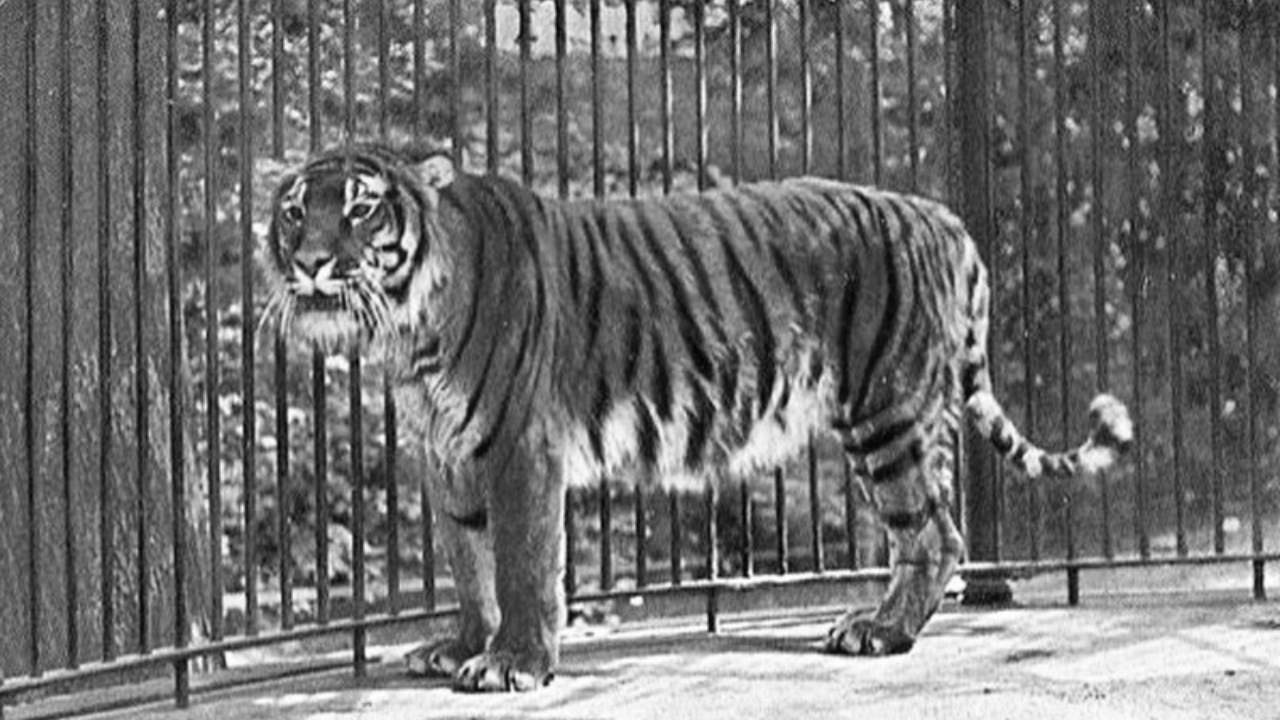 Harimau Kaspia, Sang Raja Asia Tengah yang Kini Hanya Tersisa dalam Kenangan