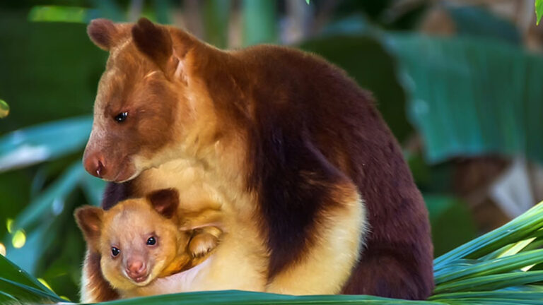 Kanguru Pohon Wondiwoi, Misteri Satwa yang Dikira Punah Ditemukan Setelah 90 Tahun