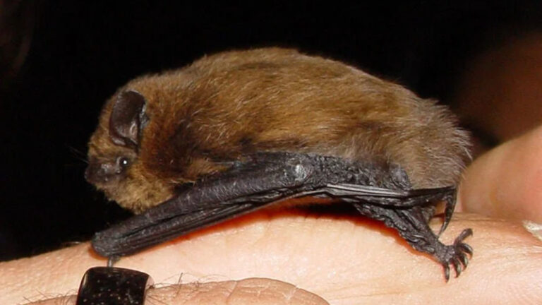 Kelelawar Christmas Island, Korban Polusi dan Deforestasi