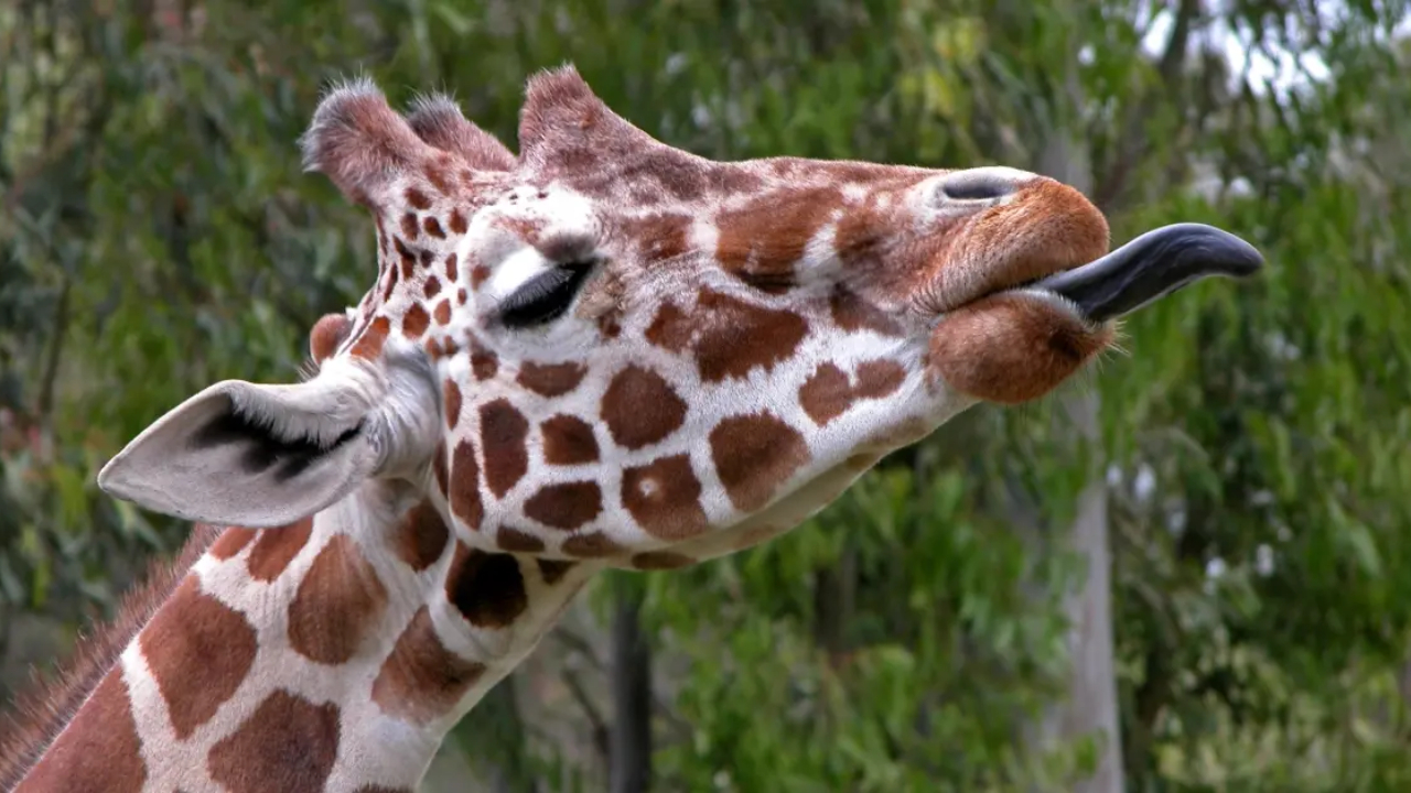 Misteri Warna Lidah Jerapah yang Selalu Gelap, Rahasia Alam yang Tak Banyak Diketahui