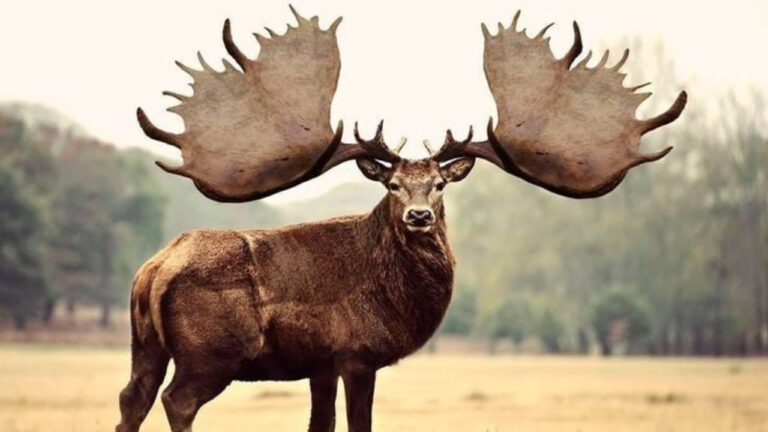 Rusa Irlandia Raksasa, Hewan Megafauna dari Zaman Pleistosen