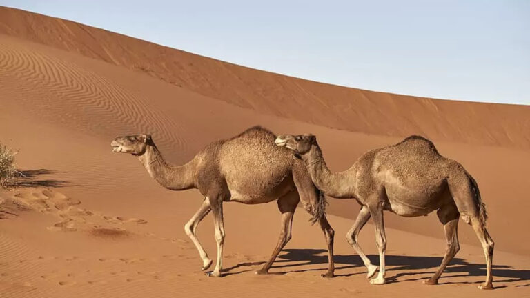 Unta dengan Kemampuan Bertahan Tanpa Air Berminggu-Minggu