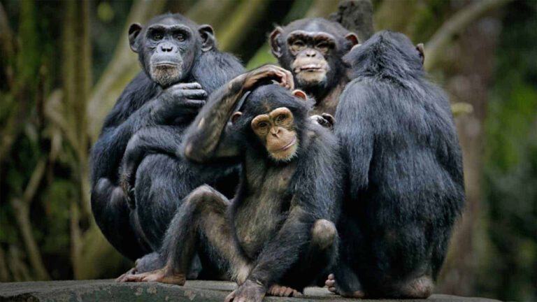 Bukti Kecerdasan Simpanse: Studi Baru Ungkap Hewan Ini Mampu Mengubah Keyakinan Berdasarkan Bukti