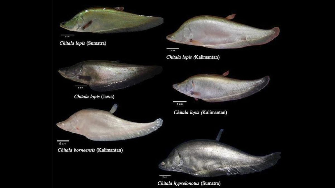 Empat Jenis Ikan Belida yang Dilindungi Pemerintah, Jangan Salah Tangkap!