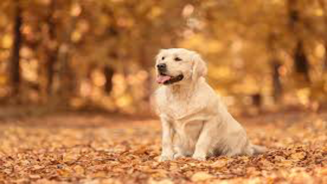 Hewan Bisa Menipu Seperti Manusia? Ini Fakta Ilmiahnya