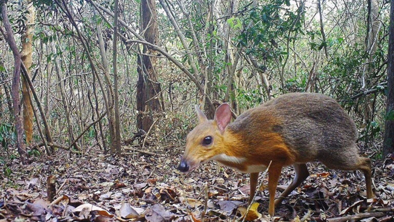 Kancil Berpunggung Perak Muncul Lagi Setelah 30 Tahun: Penemuan Mengejutkan di Vietnam