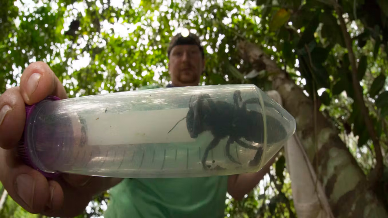 Keindahan dan Ancaman: Kisah Lebah Raksasa Wallace dari Maluku