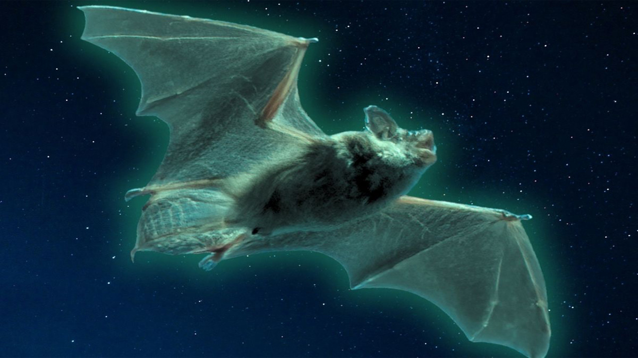 Kelelawar Bersinar di Kegelapan Buat Ilmuwan Semakin Penasaran