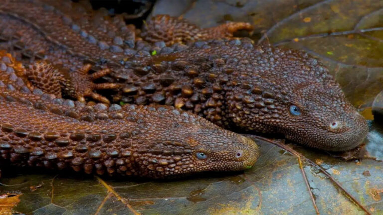 Legenda Naga Purba Borneo: Misteri Reptil Mini Tanpa Telinga yang Hampir Terlupa