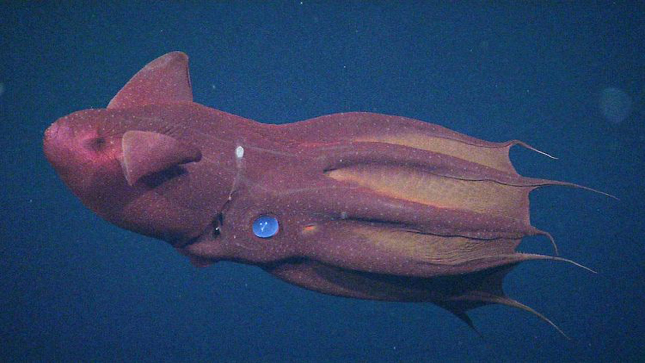 Mengenal Vampire Squid, Penghuni Gelap Samudra yang Misterius