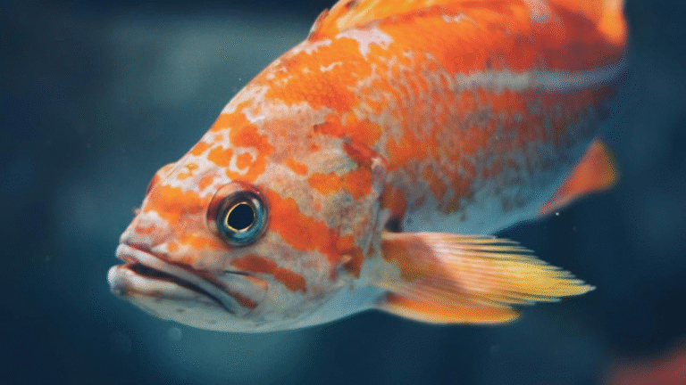 Mengungkap Misteri: Benarkah Ikan Memiliki Lidah?