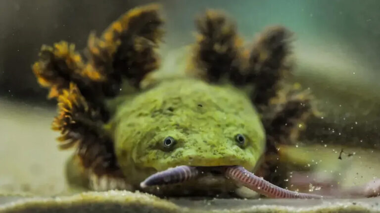 Naga Amfibi Langka dari Meksiko: Upaya Penyelamatan Salamander Achoque di Danau Pátzcuaro