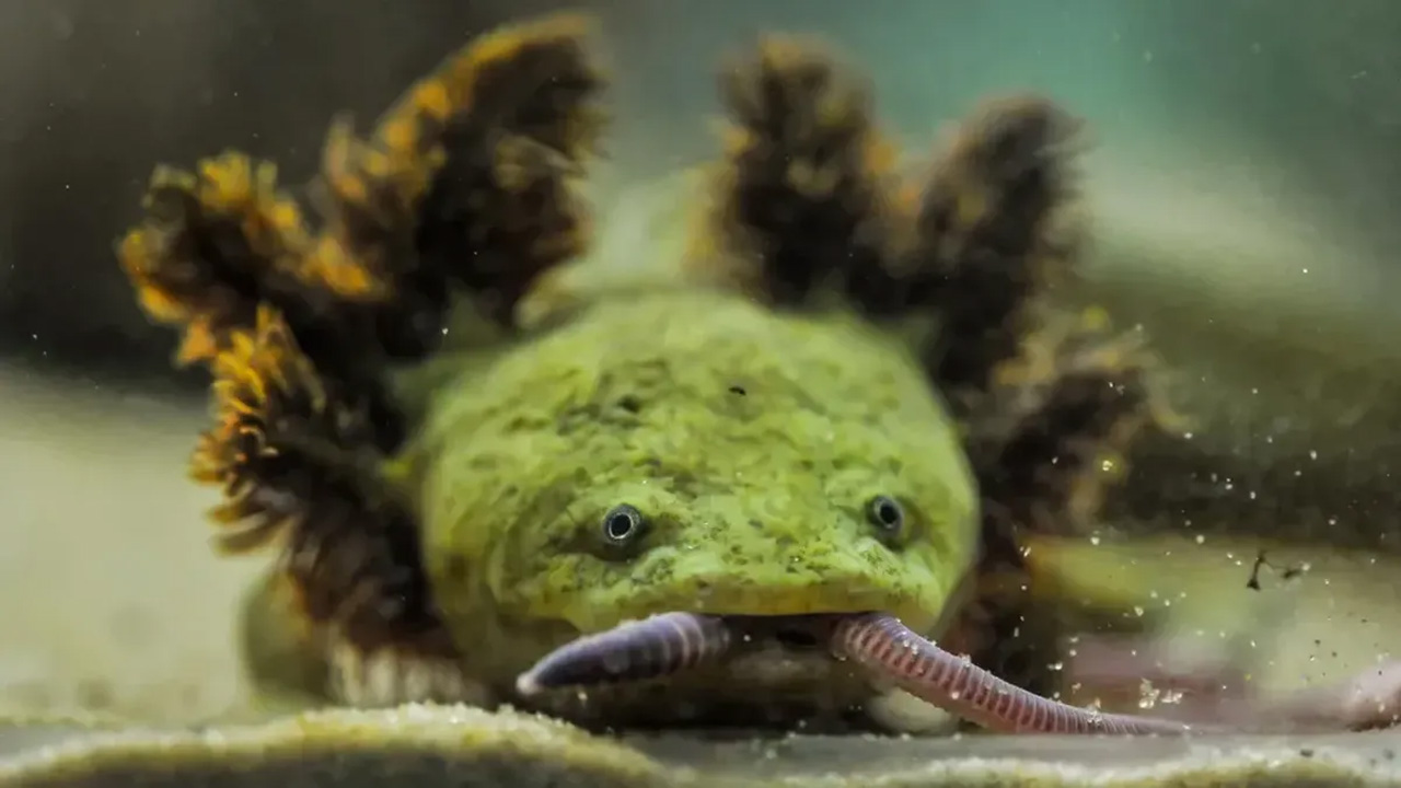 Naga Amfibi Langka dari Meksiko: Upaya Penyelamatan Salamander Achoque di Danau Pátzcuaro