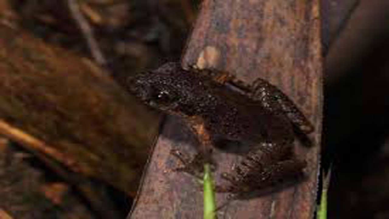 Penemuan Langka: Kodok Baru Mampu Melahirkan Lebih dari 100 Anak Sekaligus