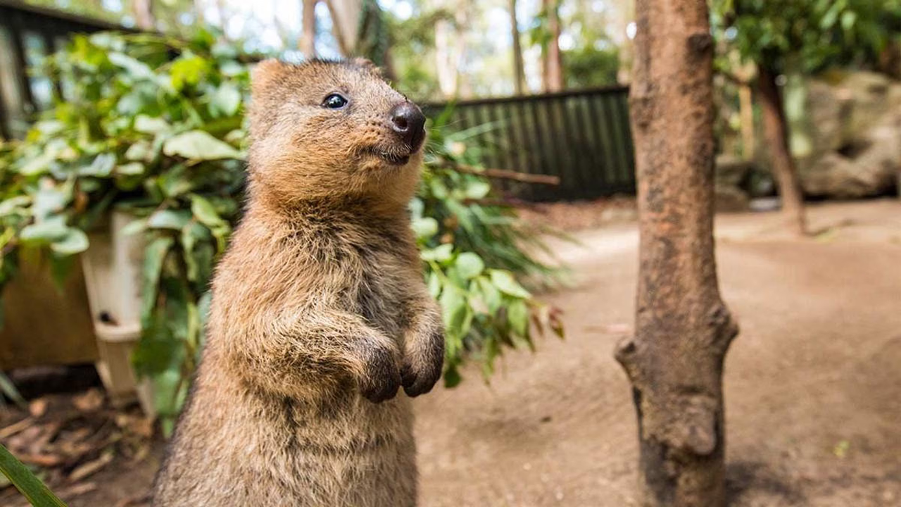 Quokka: Apakah Benar Hewan Paling Bahagia di Dunia? Ini Faktanya