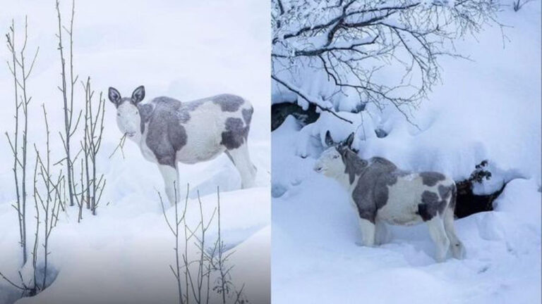 Rusa Piebald Muncul di Norwegia, Kemunculan Langka yang Akhirnya Terlihat Lagi