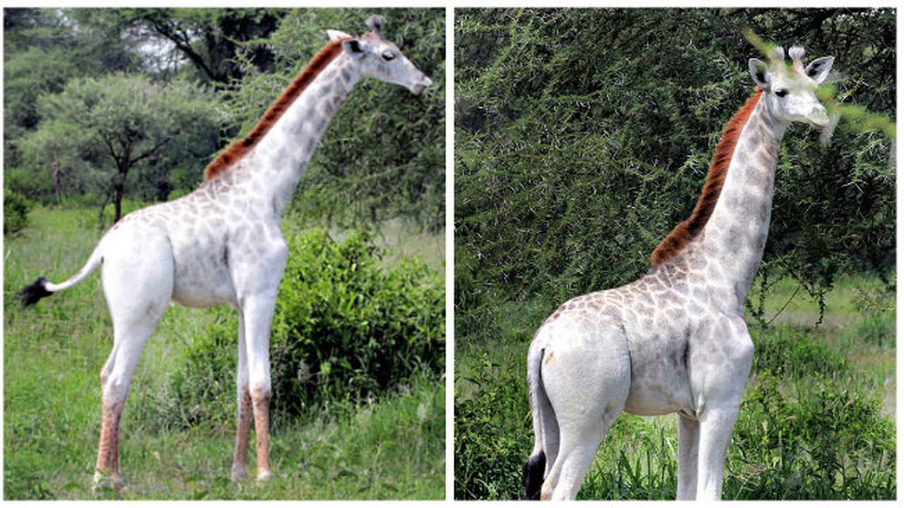 Tak Sepenuhnya Putih seperti Hewan Albino, Jerapah Ini Punya Kulit Unik