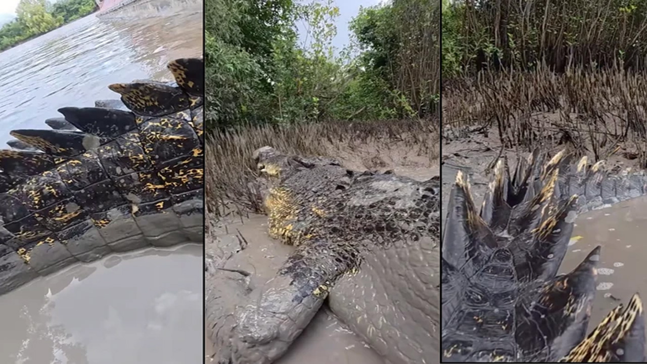 Buaya Raksasa Mirip Godzilla Bikin Heboh Dunia Maya, Videonya Tembus Jutaan Views