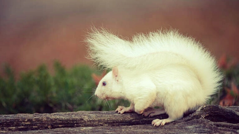 Di Balik Mitos yang Lama Menyelimuti, Bajing Albino Sangihe Kini Kian Rentan dan Perlu Perlindungan Tambahan