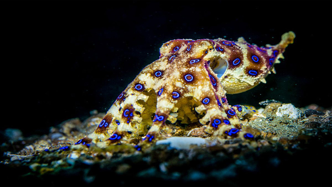 Gurita Cincin Biru, Keindahan Laut Tropis dengan Racun Paling Mematikan