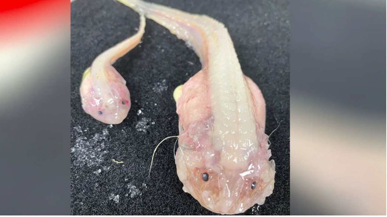 Ikan Terdalam di Dunia Tertangkap Kamera di Kedalaman 8 Kilometer, Rekor Baru Terpecahkan