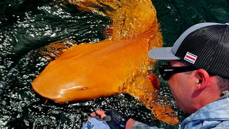 Ilmuwan Ungkap Kemunculan Hiu Oranye Bermata Putih, Fenomena Langka di Laut