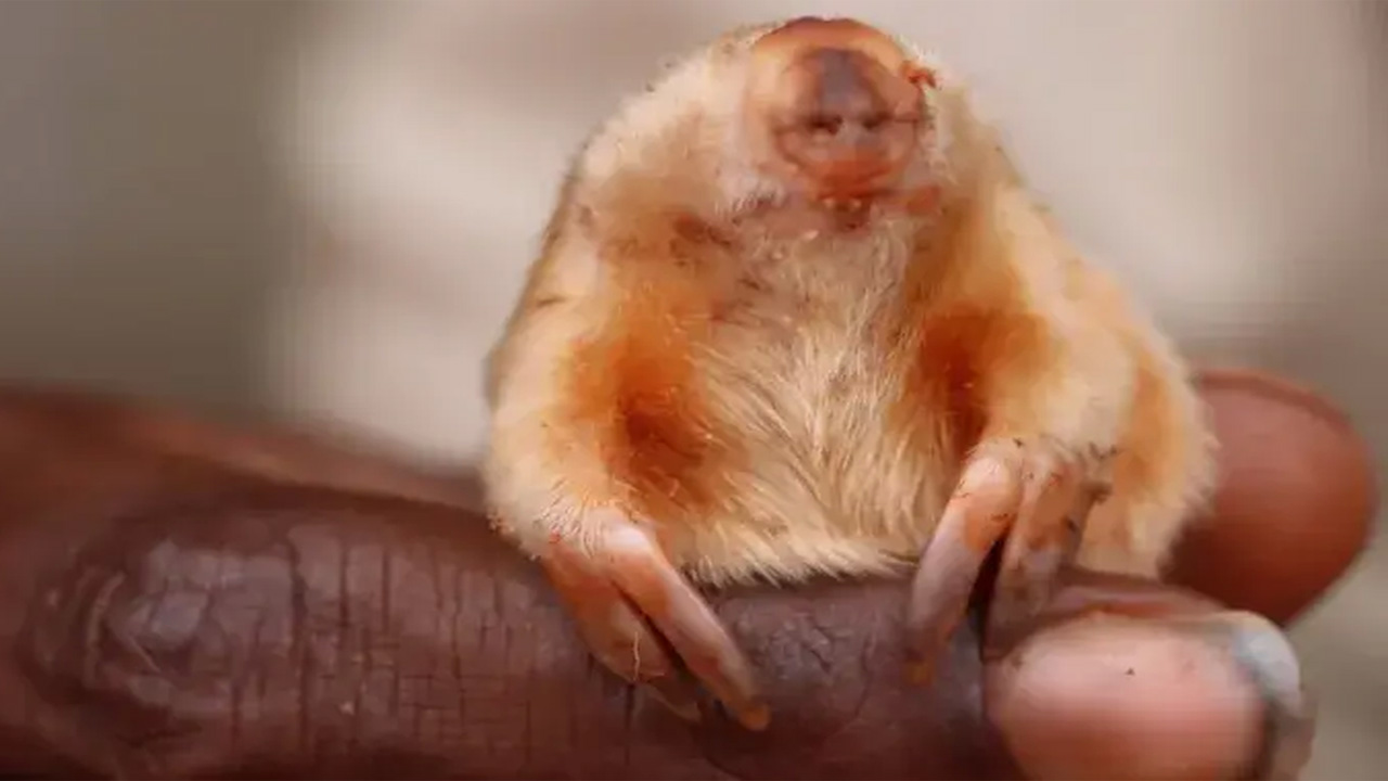 Kakarratul, Tikus Tanah Buta Langka yang Muncul di Pedalaman Australia