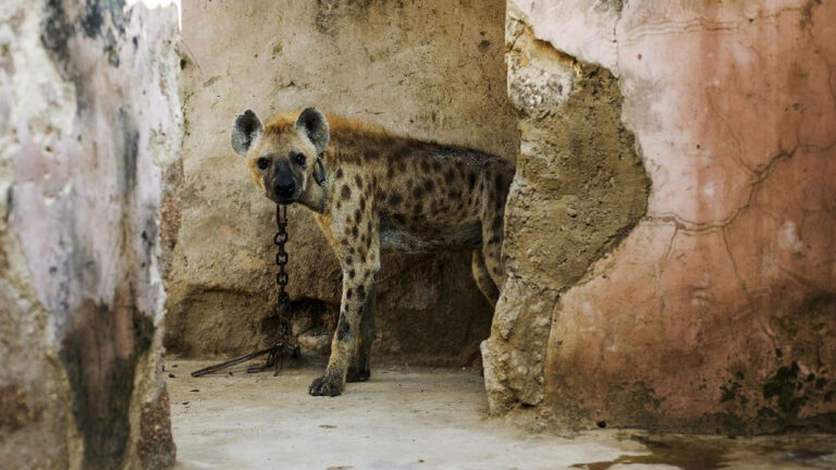 Kemunculan Hyena Tutul Setelah Ribuan Tahun Mengejutkan Mesir