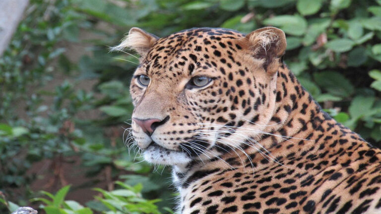 Macan Tutul Jawa: Sang Predator Terakhir yang Terancam Punah