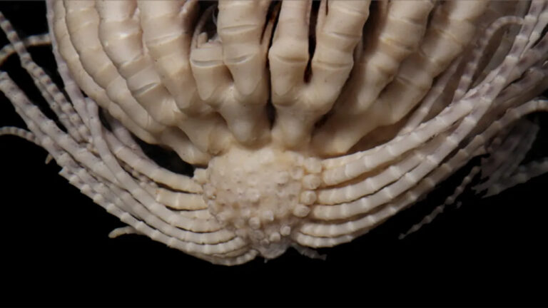 Makhluk Laut Langka Berpenampilan Alien Ditemukan di Antartika, Miliki 20 Lengan Unik