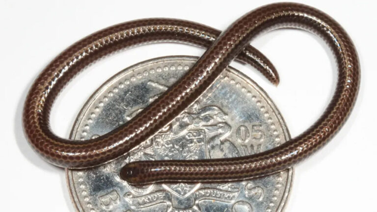 Menelusuri Ular Paling Kecil di Dunia yang Sempat Dianggap Hilang