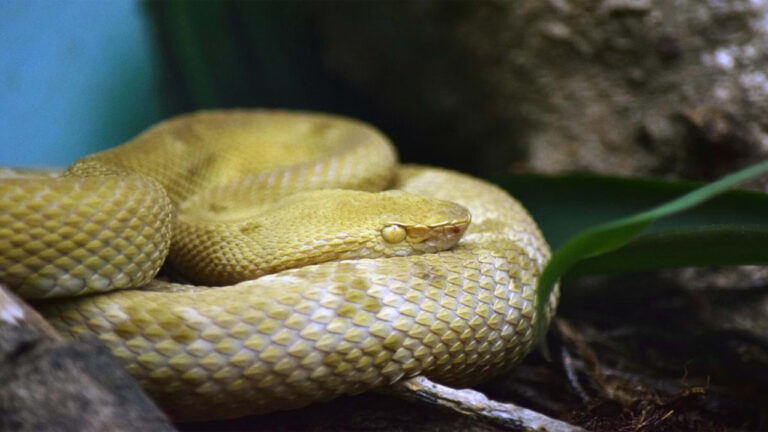 Mengenal Golden Lancehead, Ular Emas Berbisa dari Pulau Terlarang Brasil