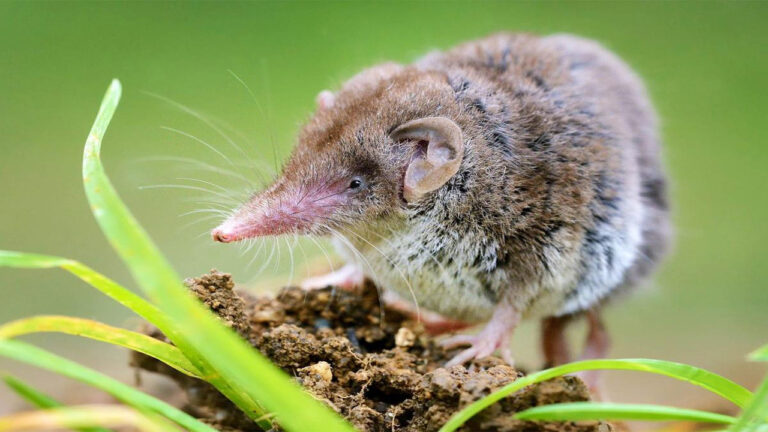 Menghilang Selama Empat Dekade, Satwa Endemik Australia Ini Resmi Dinyatakan Punah