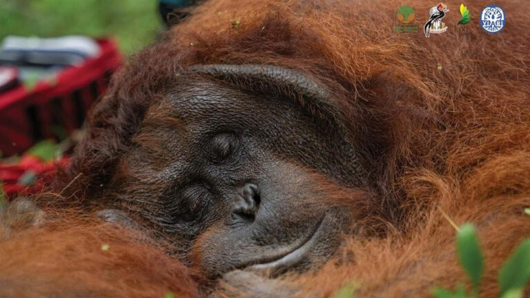 Orang Utan Tapanuli Kembali Disorot Usai Temuan Bangkai di Batang Toru