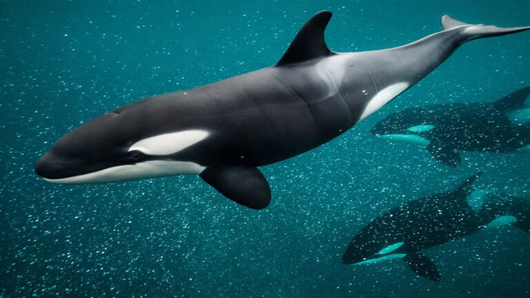 Perilaku Baru Paus Orca yang Justru Membahayakan Kelangsungan Hidup Mereka