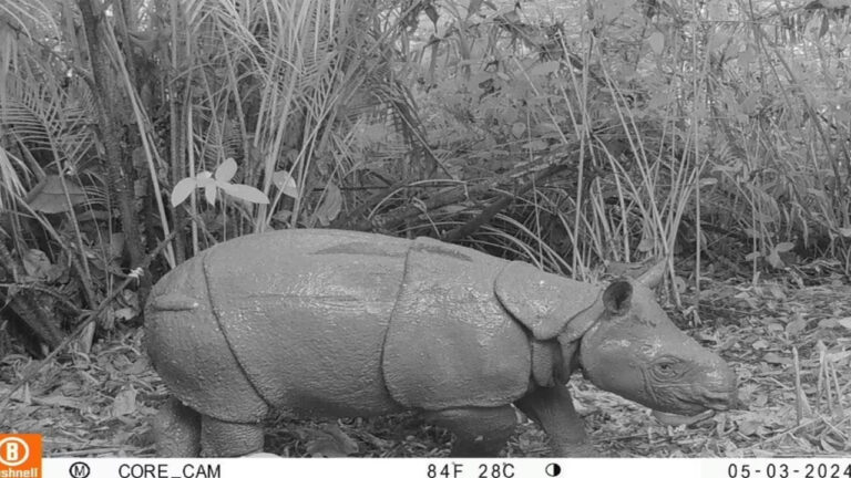 Populasi Badak Jawa di Ujung Kulon Diperkirakan Tinggal 87–100 Ekor, Pakar IPB Ungkap Fakta Mengkhawatirkan