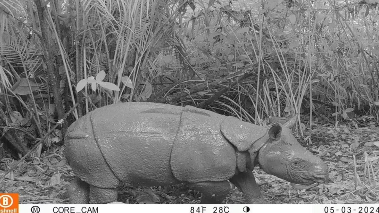 Populasi Badak Jawa di Ujung Kulon Diperkirakan Tinggal 87–100 Ekor, Pakar IPB Ungkap Fakta Mengkhawatirkan